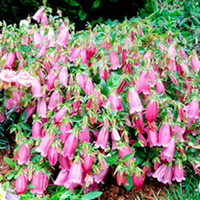 Campanula Plant - Ringsabell Mulberry Rose
