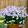 Campanula Plant - Samantha