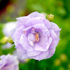 Campanula x haylodgensis Plant