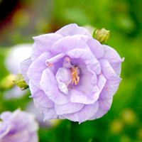 Campanula x haylodgensis Plant