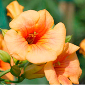 Campis radicans Plant - Indian Summer