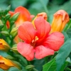 Campis tagliabuana Plant - Jazz Fire