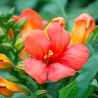 Campis tagliabuana Plant - Jazz Fire