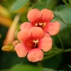 Campsis Madame Galen