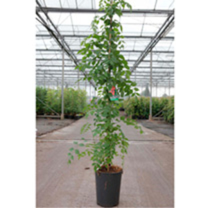 Campsis radicans Plant - Flamenco