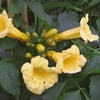 Campsis radicans Plant - 