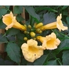 Campsis radicans Plant - Flava