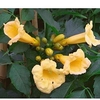 Campsis radicans Plant - Flava