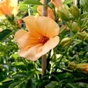 Campsis t. Plant - Summer Jazz® Gold