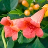 Campsis tagliabuana Plant - Madame Galen