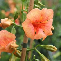 Campsis tagliabuana Plant - SUMMER JAZZ® SUNRISE GOLD
