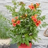 Campsis Trumpet Fire