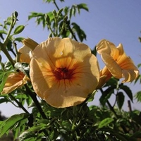 Campsis Yellow Trumpet 2 Litre Pot x 1