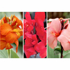 Canna Cannova Plants - Collection