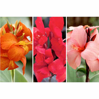 Canna Cannova Plants - Collection