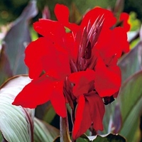 Canna Lily Bulbs - Ambassador