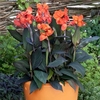 Canna Plant - Cannova Bronze Orange