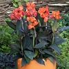 Canna Plant - Cannova Bronze Orange