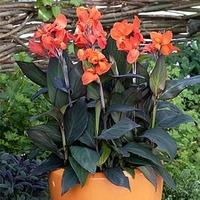 Canna Plant - Cannova Bronze Orange