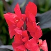 Canna Plant - Cannova Bronze Scarlet