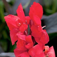 Canna Plant - Cannova Bronze Scarlet