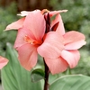 Canna Plant - Cannova Mango