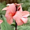 Canna Plant - Cannova Mango