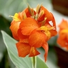 Canna Plant - Cannova Orange