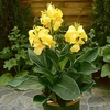 Canna Plant - Cannova Yellow