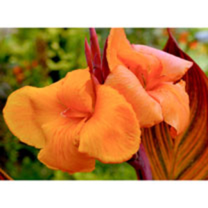 Canna Plant - Tropicanna