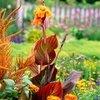 Canna Plant - Tropicanna