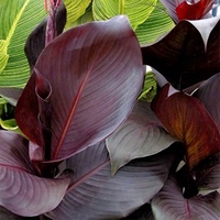 Canna Plant - Tropicanna Black