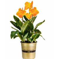 Canna Plant - Tropicanna Gold