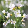 Cardamine pratensis Plant