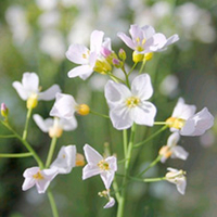 Cardamine pratensis Plants