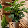 Cardamom Plant