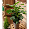 Cardamom Plant