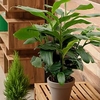 Cardamom Plant