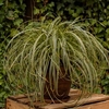 Carex Feather