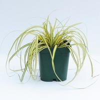 Carex Oshimensis Evergold