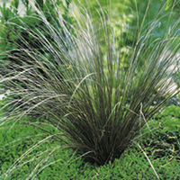Carex Plant - Buchananii