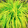 Carex Plant - Everello