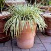 Carex Plant - Evergold