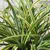 Carex trifida Plant - Rekohu Sunrise