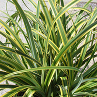 Carex trifida Plant - Rekohu Sunrise