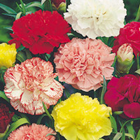 Carnation Plants - Chabaud Giant Mix