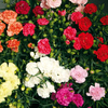 Carnation Plants - F1 Lillipot