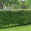 Carpinus betulus (Hornbeam) Plant - 2L Value Hedging Range