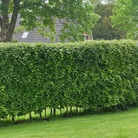 Carpinus betulus (Hornbeam) Plant - 2L Value Hedging Range