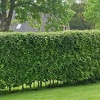 Carpinus betulus (Hornbeam) Plant - 2L Value Hedging Range
